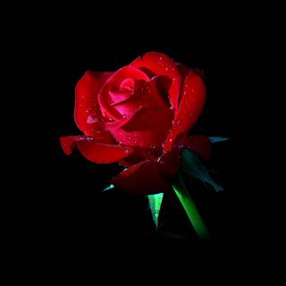Red rose iPhone wallpaper
