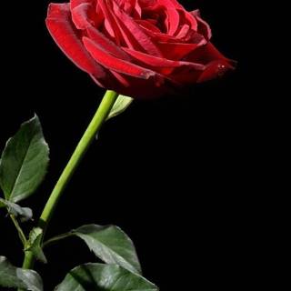 Red rose iPhone wallpaper