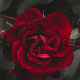 Red rose iPhone wallpaper