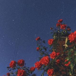 Red rose iPhone wallpaper
