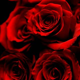 Red rose iPhone wallpaper