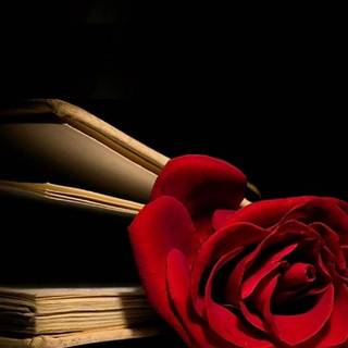 Red rose iPhone wallpaper