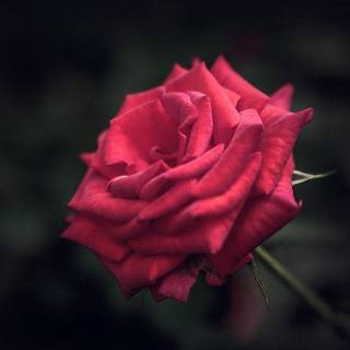 Red rose iPhone wallpaper