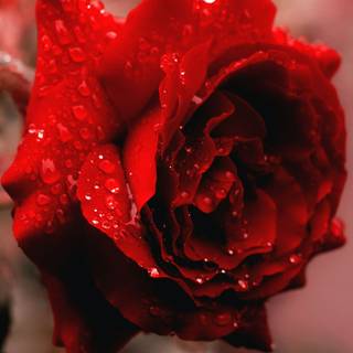 Red rose iPhone wallpaper