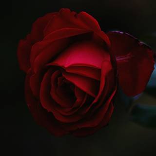 Red rose iPhone wallpaper