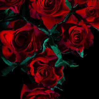 Red rose iPhone wallpaper