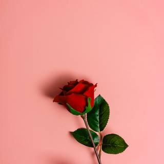 Red rose iPhone wallpaper