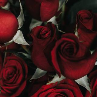 Red rose iPhone wallpaper