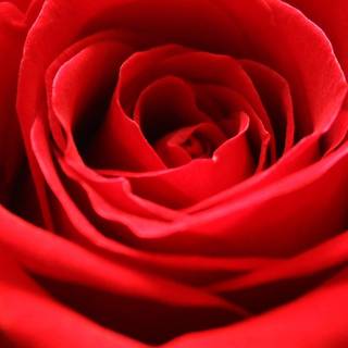 Red rose iPhone wallpaper
