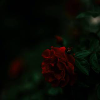Red rose iPhone wallpaper