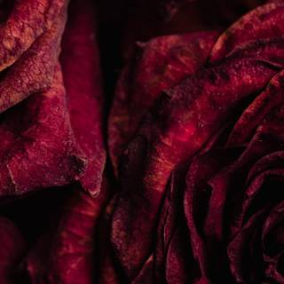 Red rose iPhone wallpaper