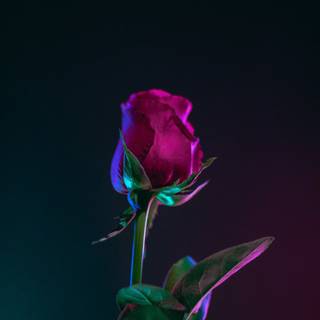 Red rose iPhone wallpaper