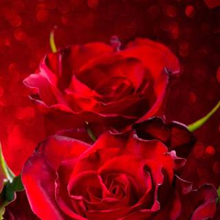 Red rose iPhone wallpaper