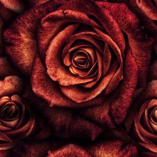 Red rose iPhone wallpaper
