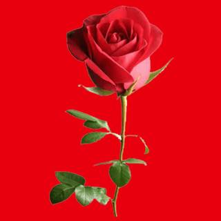 Red rose iPhone wallpaper