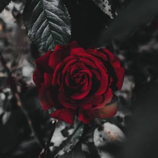 Red rose iPhone wallpaper