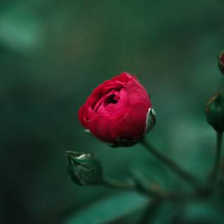 Red rose iPhone wallpaper