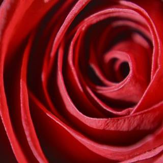 Red rose iPhone wallpaper