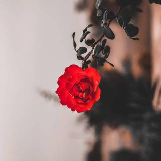 Red rose iPhone wallpaper