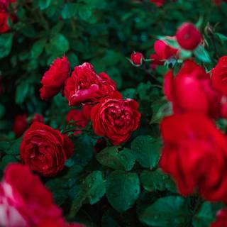 Red rose iPhone wallpaper