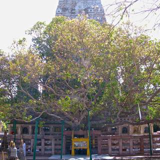 Bodhgaya Bodhi Tree wallpaper