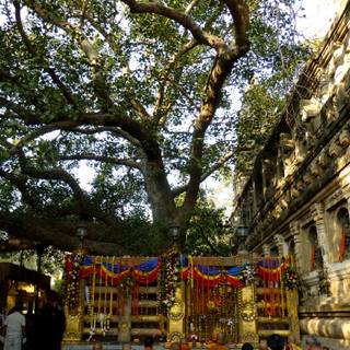 Bodhgaya Bodhi Tree wallpaper