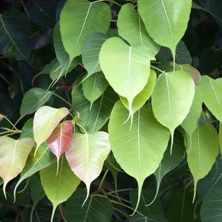 Bodhgaya Bodhi Tree wallpaper