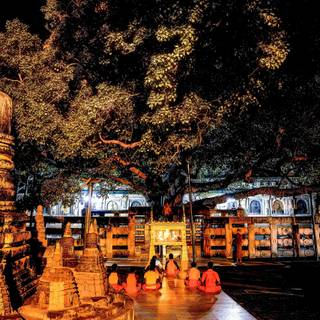 Bodhgaya Bodhi Tree wallpaper