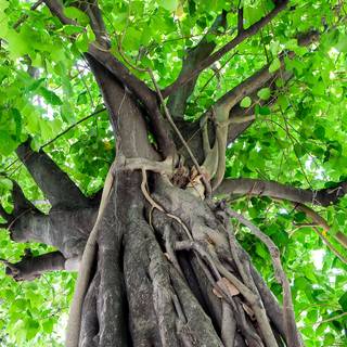 Bodhgaya Bodhi Tree wallpaper