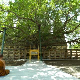 Bodhgaya Bodhi Tree wallpaper