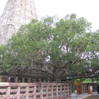 Bodhgaya Bodhi Tree wallpaper