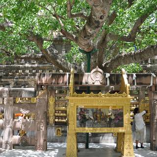 Bodhgaya Bodhi Tree wallpaper