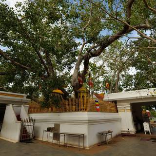 Bodhgaya Bodhi Tree wallpaper