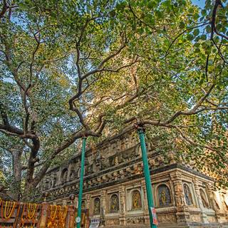Bodhgaya Bodhi Tree wallpaper