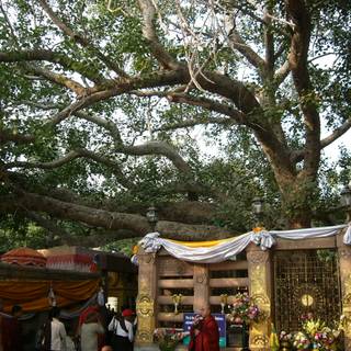 Bodhgaya Bodhi Tree wallpaper