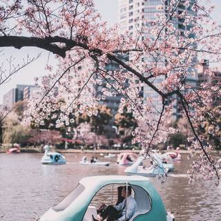 iPhone 11 Japan wallpaper
