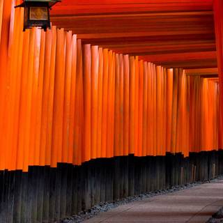 iPhone 11 Japan wallpaper