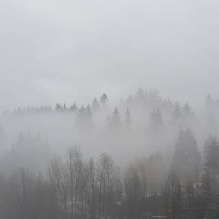 Misty winter day wallpaper