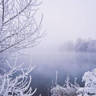 Misty winter day wallpaper