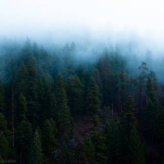 Misty winter day wallpaper