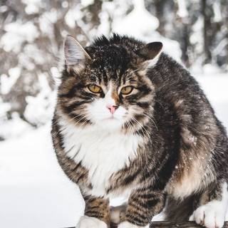 Winter 2048x1152 wallpaper