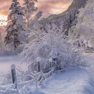 Misty winter day wallpaper