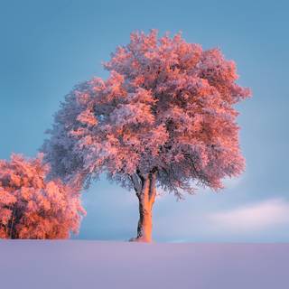 Landscape winter trees wallpaper