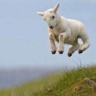 Sheep jumping over fence wallpaper