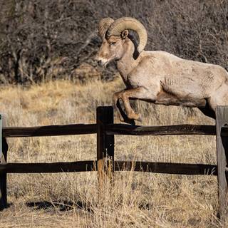 Sheep jumping over fence wallpaper