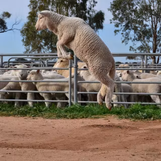 Sheep jumping over fence wallpaper