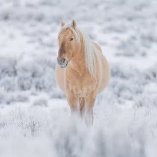 Horses in winter wallpaper