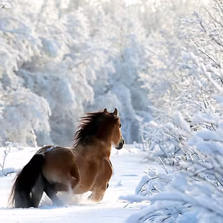 Horses in winter wallpaper