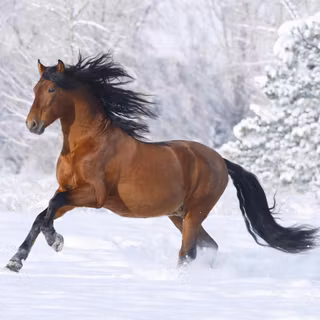 Horses in winter wallpaper