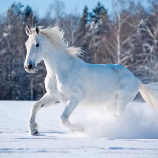 Horses in winter wallpaper